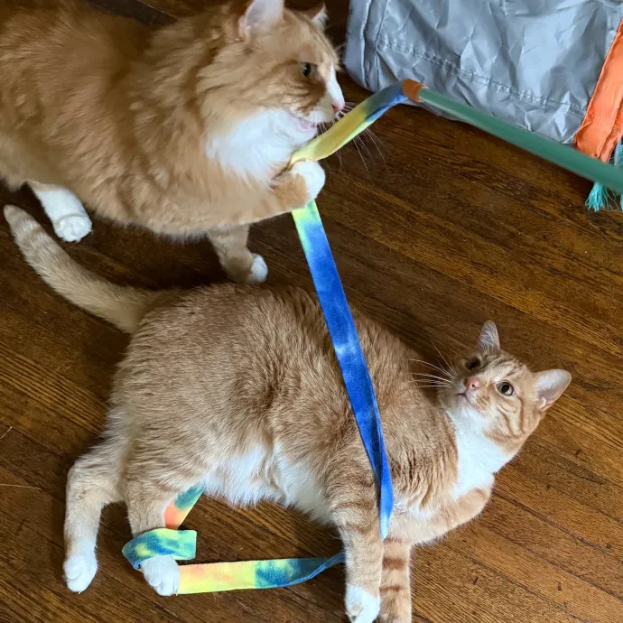 Cat-Centric Columbus Care