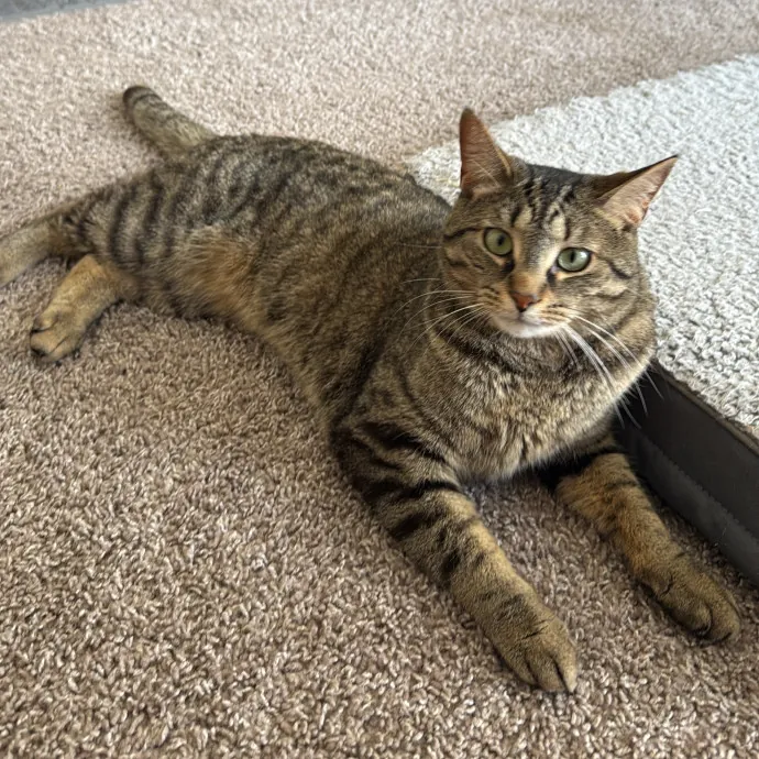 Cat-Centric Columbus Care