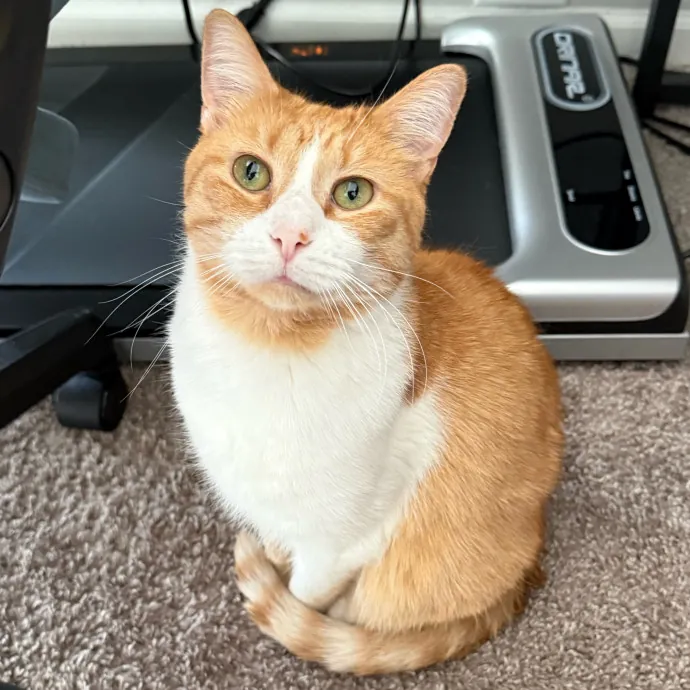 Cat-Centric Columbus Care