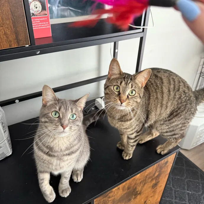 Cat-Centric Columbus Care