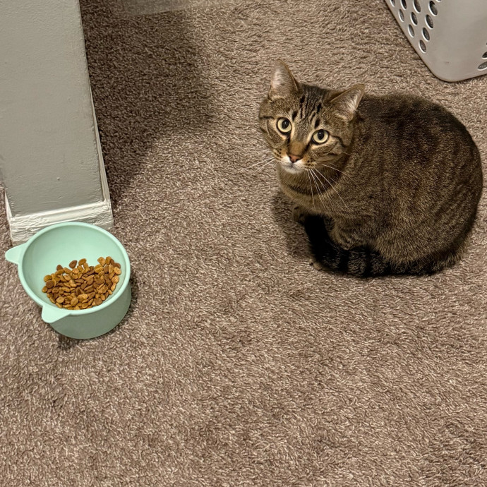 Cat-Centric Columbus Care