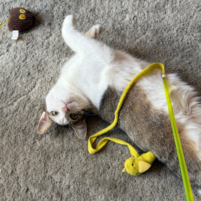 Cat-Centric Columbus Care