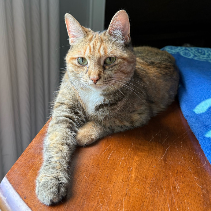 Cat-Centric Columbus Care