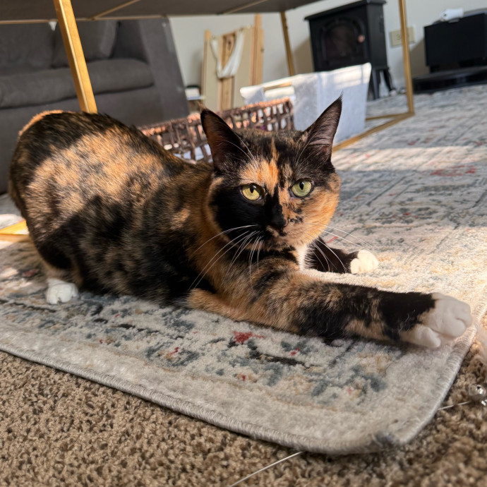 Cat-Centric Columbus Care photo 3