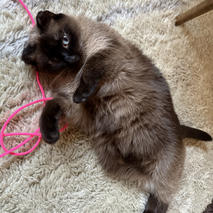 Cat-Centric Columbus Care photo 2