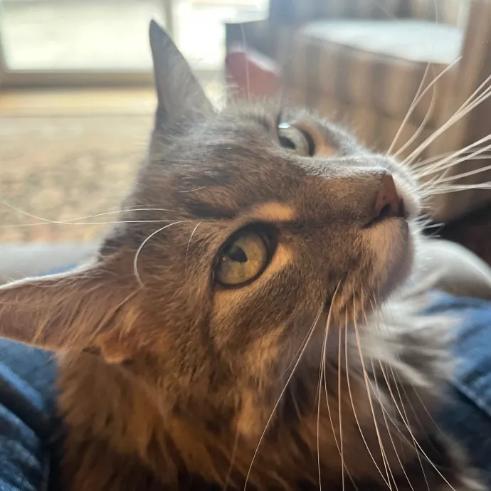 Crystal Lake Is For Cat Lovers