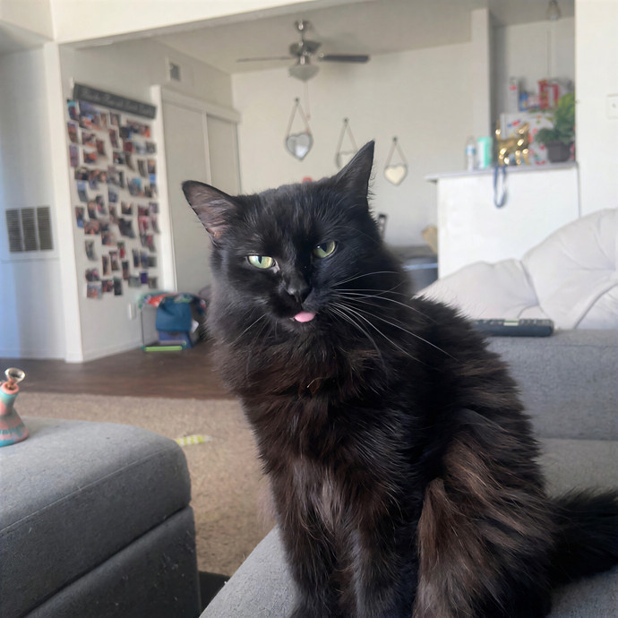 Kimberly's Kat Kamp