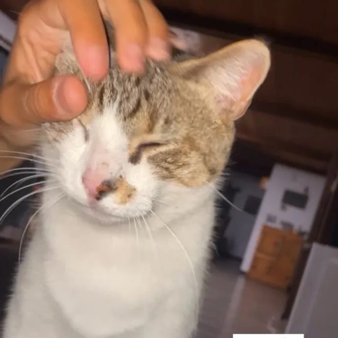 Certified Cat Lover Trusted House Sitter