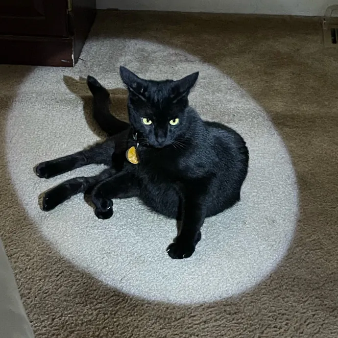 Certified Cat Lover Trusted House Sitter