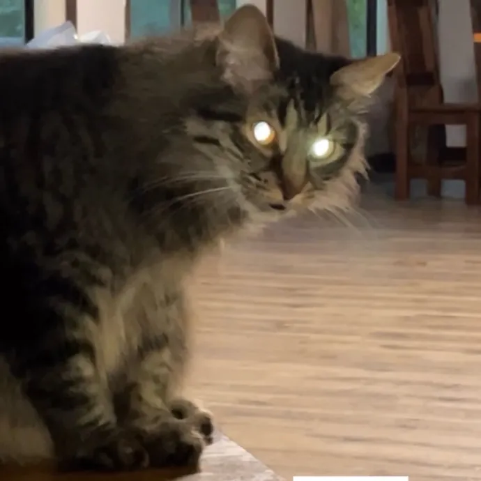 Certified Cat Lover Trusted House Sitter