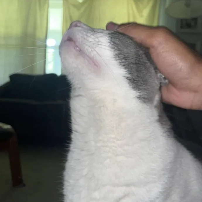 Certified Cat Lover Trusted House Sitter