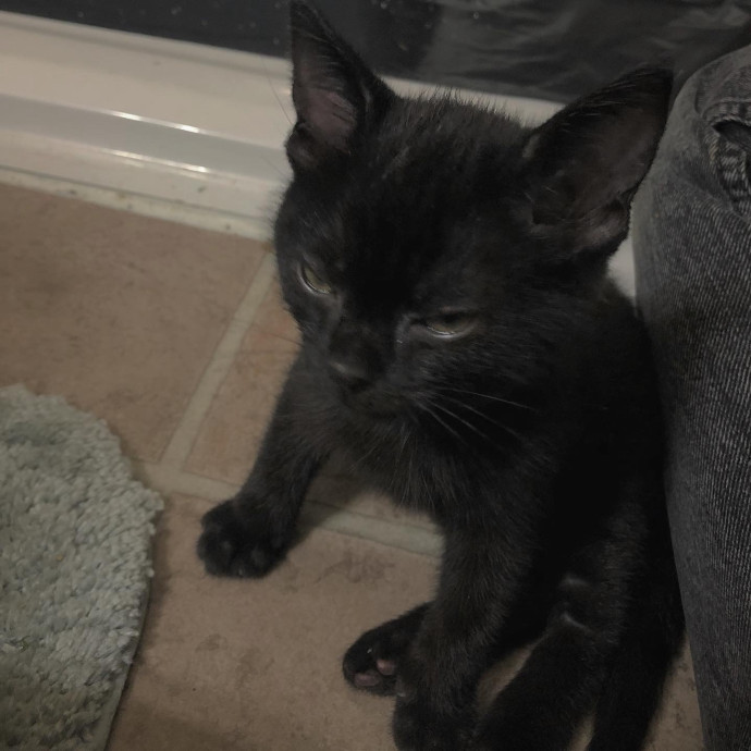 Certified Cat Lover Trusted House Sitter