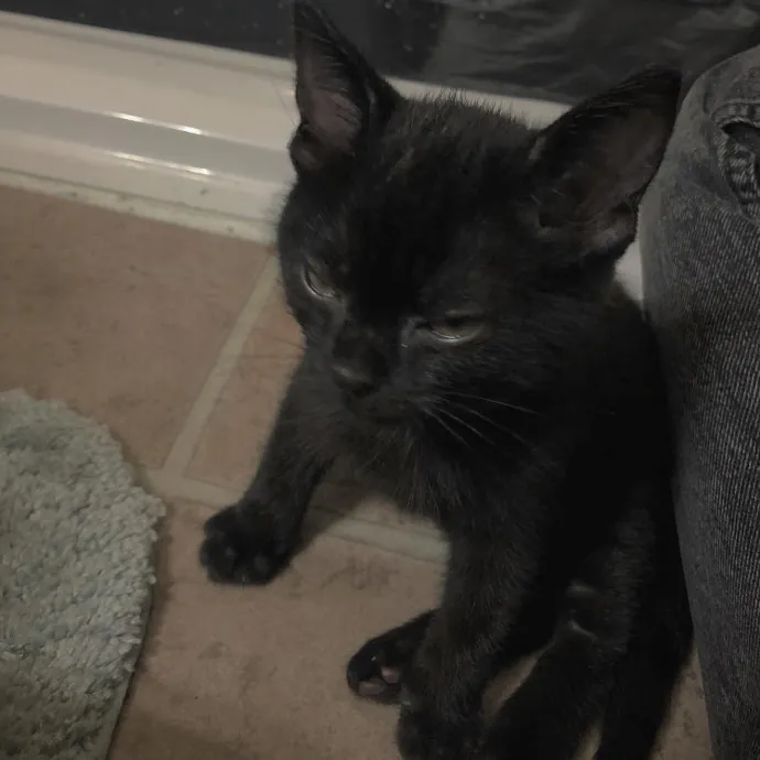 Certified Cat Lover Trusted House Sitter