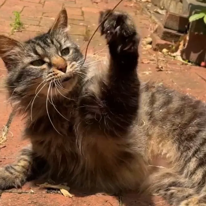 Certified Cat Lover Trusted House Sitter