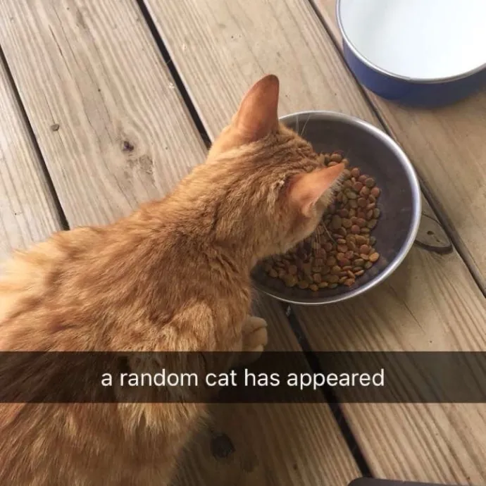 Certified Cat Lover Trusted House Sitter