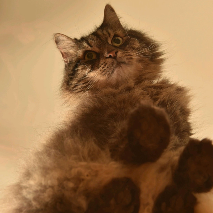 Certified Cat Lover Trusted House Sitter