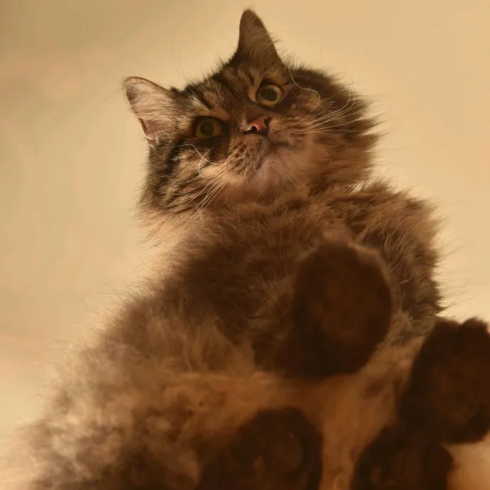 Certified Cat Lover Trusted House Sitter