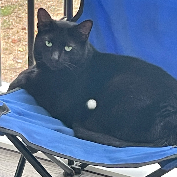 Certified Cat Lover Trusted House Sitter