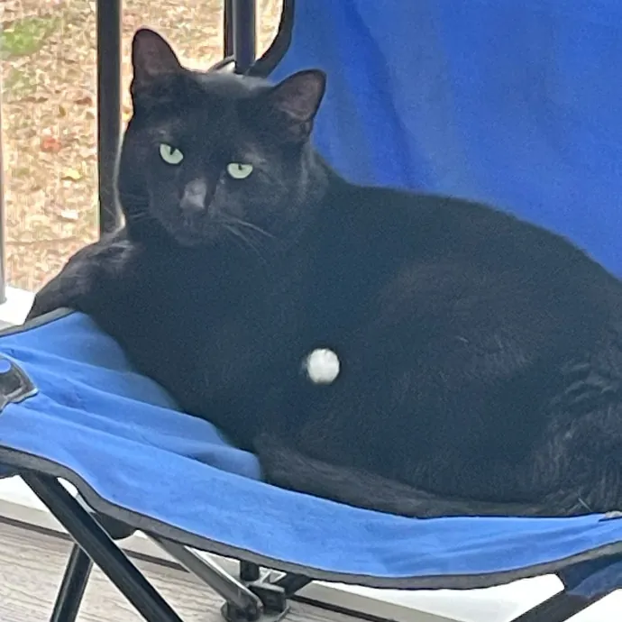 Certified Cat Lover Trusted House Sitter