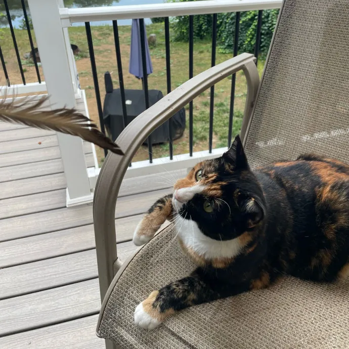 Certified Cat Lover Trusted House Sitter