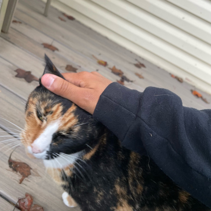 Certified Cat Lover Trusted House Sitter