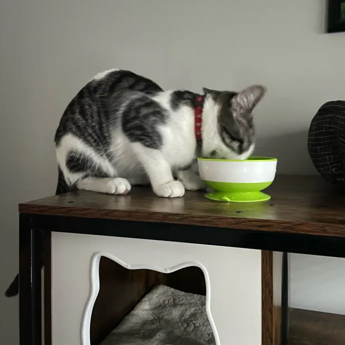 Certified Cat Lover Trusted House Sitter