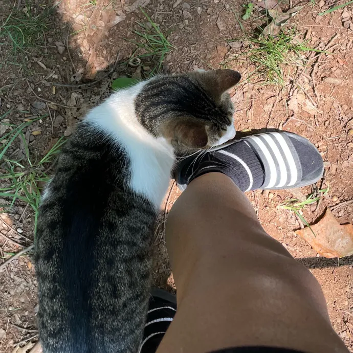 Certified Cat Lover Trusted House Sitter