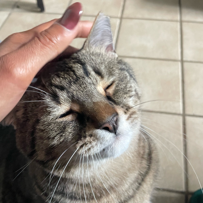 Certified Cat Lover Trusted House Sitter
