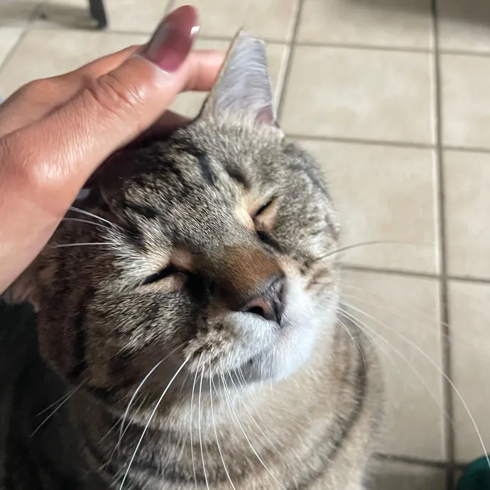 Certified Cat Lover Trusted House Sitter