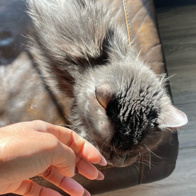 Certified Cat Lover Trusted House Sitter