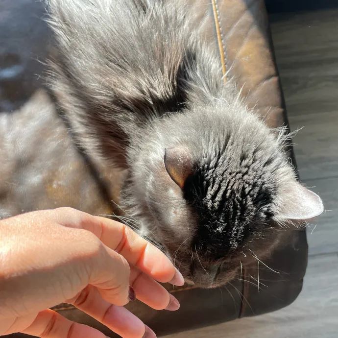 Certified Cat Lover Trusted House Sitter