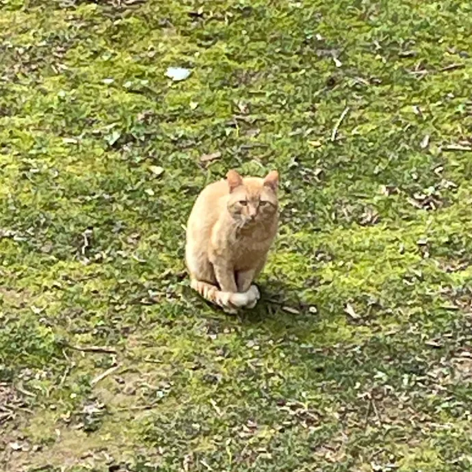 Certified Cat Lover Trusted House Sitter