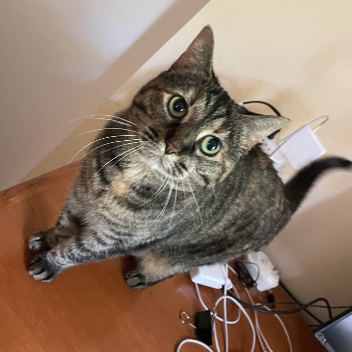 Certified Cat Lover Trusted House Sitter