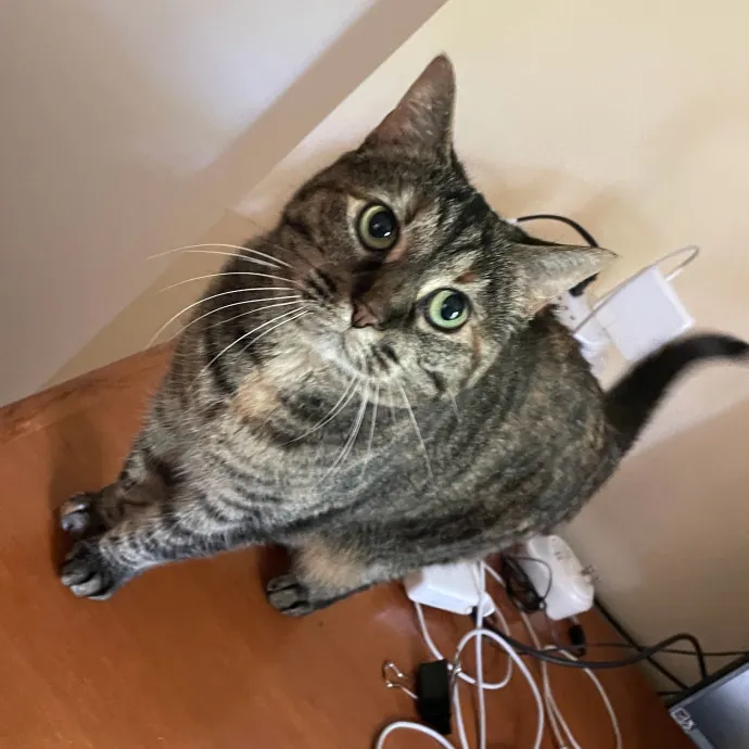 Certified Cat Lover Trusted House Sitter