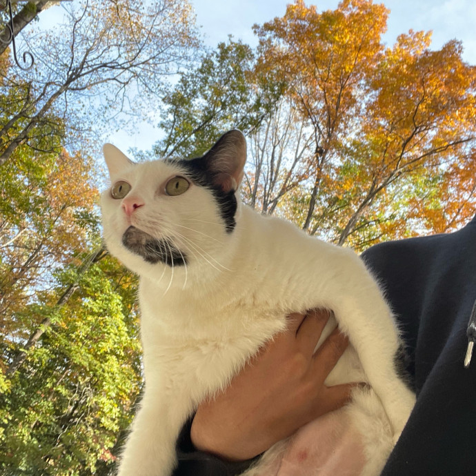 Certified Cat Lover Trusted House Sitter