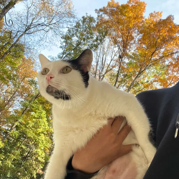 Certified Cat Lover Trusted House Sitter