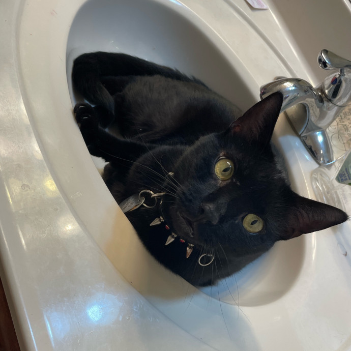 Certified Cat Lover Trusted House Sitter