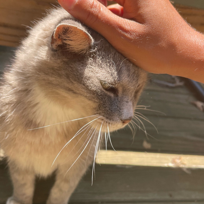 Certified Cat Lover Trusted House Sitter photo 3