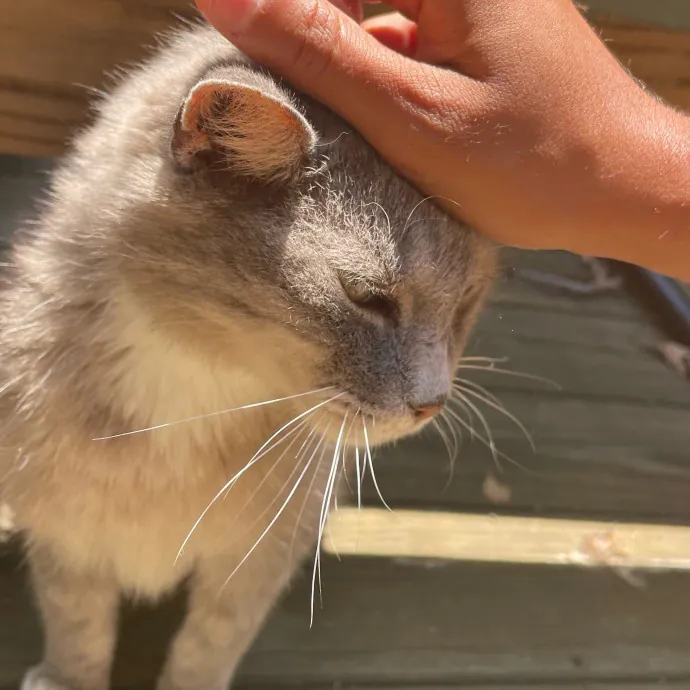 Certified Cat Lover Trusted House Sitter photo 3