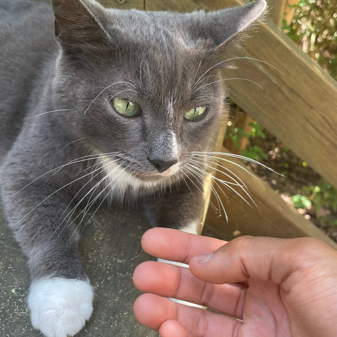 Certified Cat Lover Trusted House Sitter photo 2