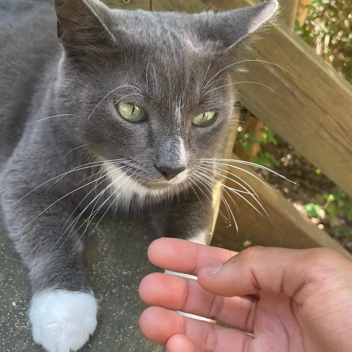 Certified Cat Lover Trusted House Sitter photo 2