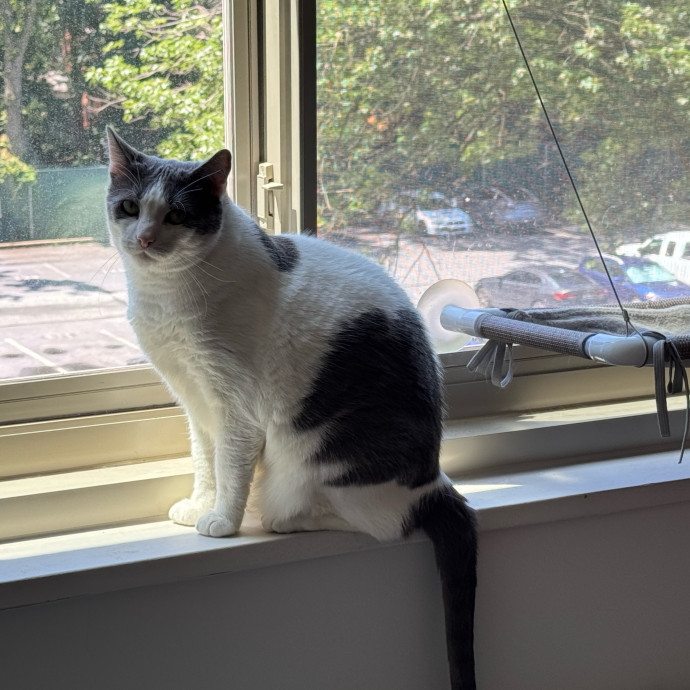 Cami's Kitty Care