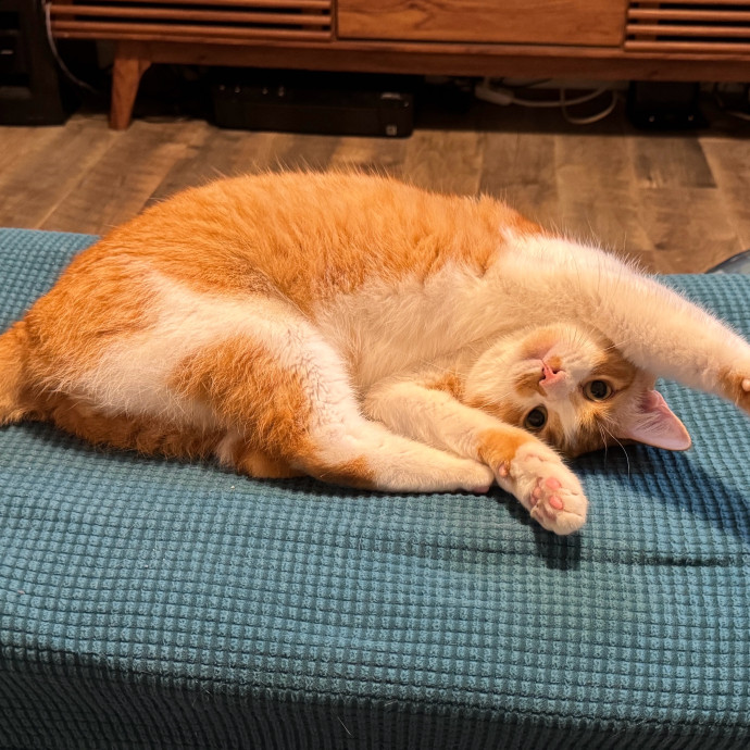 Cami's Kitty Care