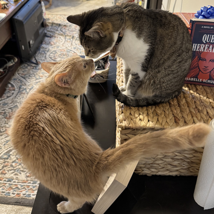 Cami's Kitty Care