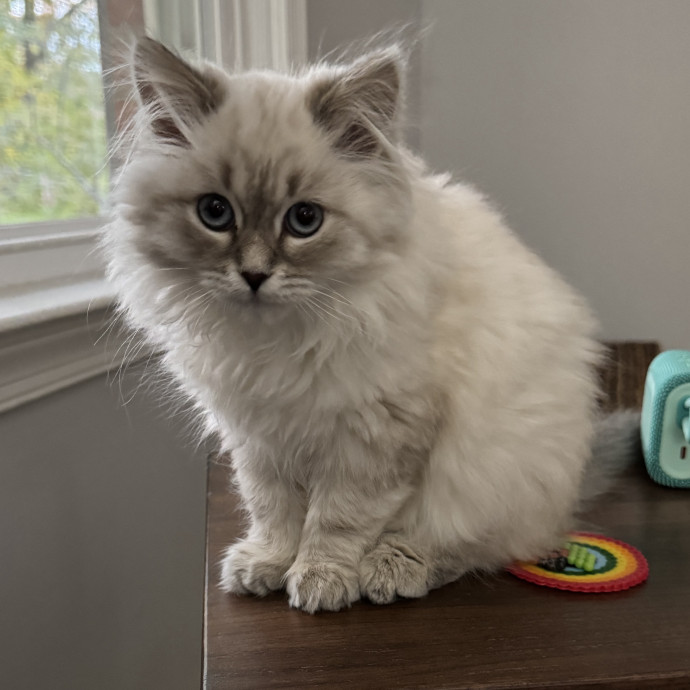 Cami's Kitty Care