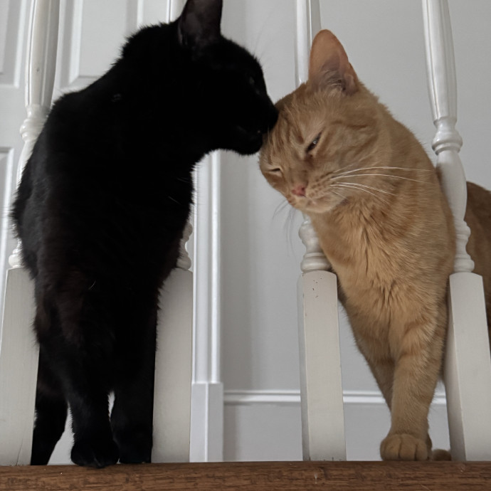 Cami's Kitty Care