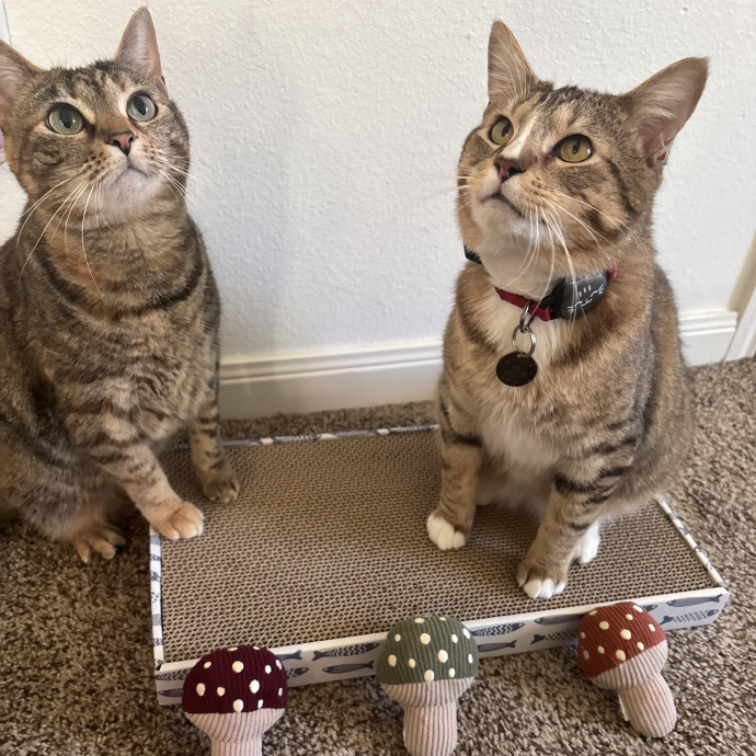 Loving Cat Sitter