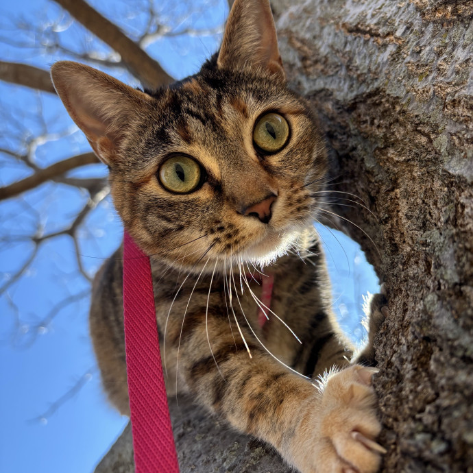 Loving Cat Sitter