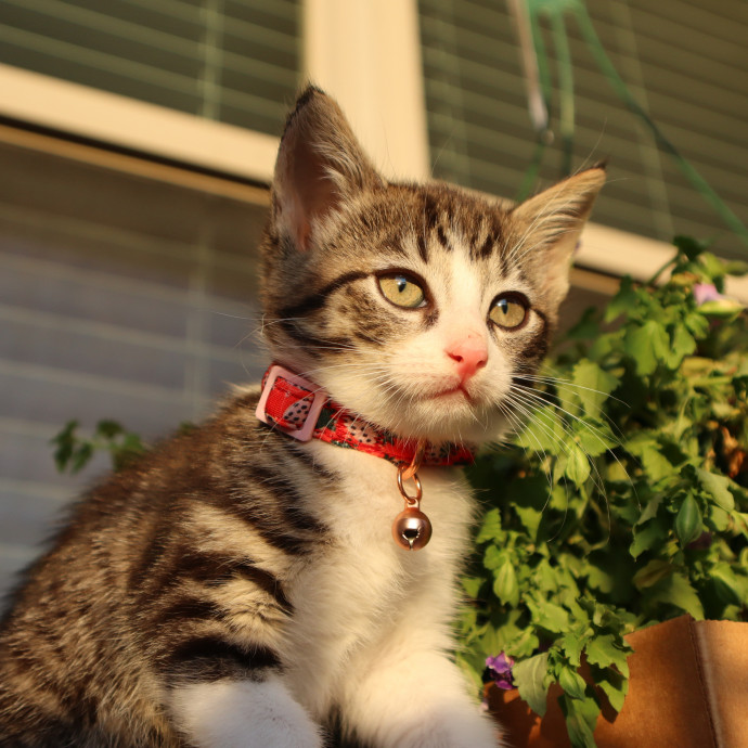 Loving Cat Sitter