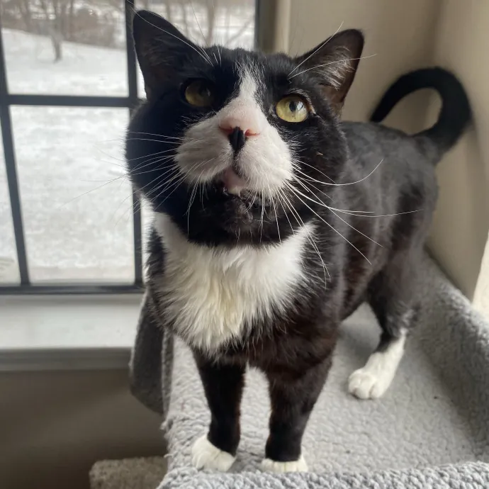 Loving Cat Sitter photo 4